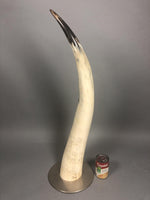 Single Natural Bull Horn Sculpture